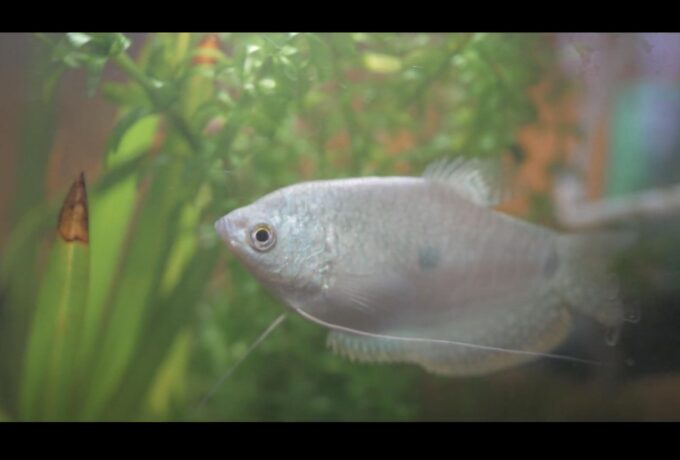 Captura-de-pantalla-2024-03-25-a-la(s)-01.21.49